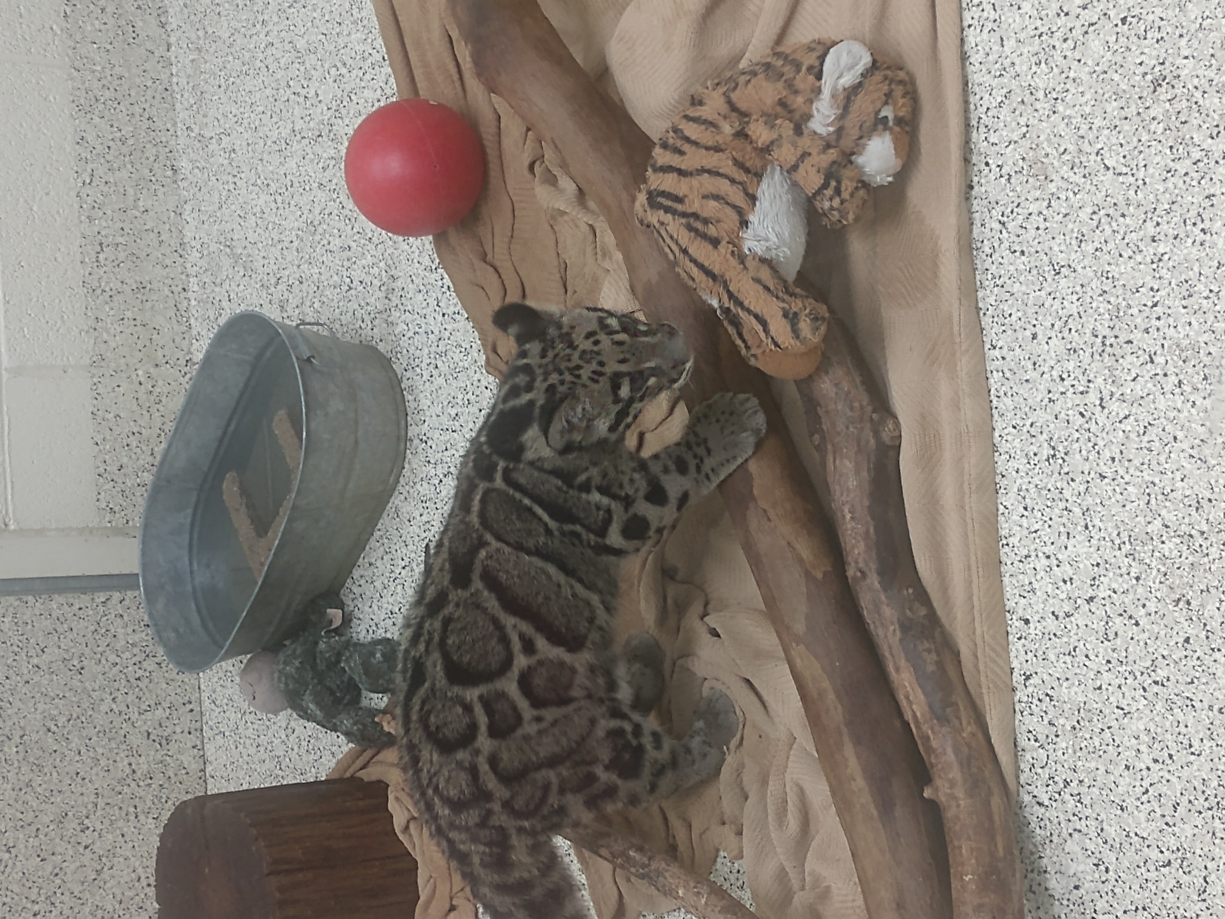 Jaguar Cub at Wildlife World Zoo in Phoenix