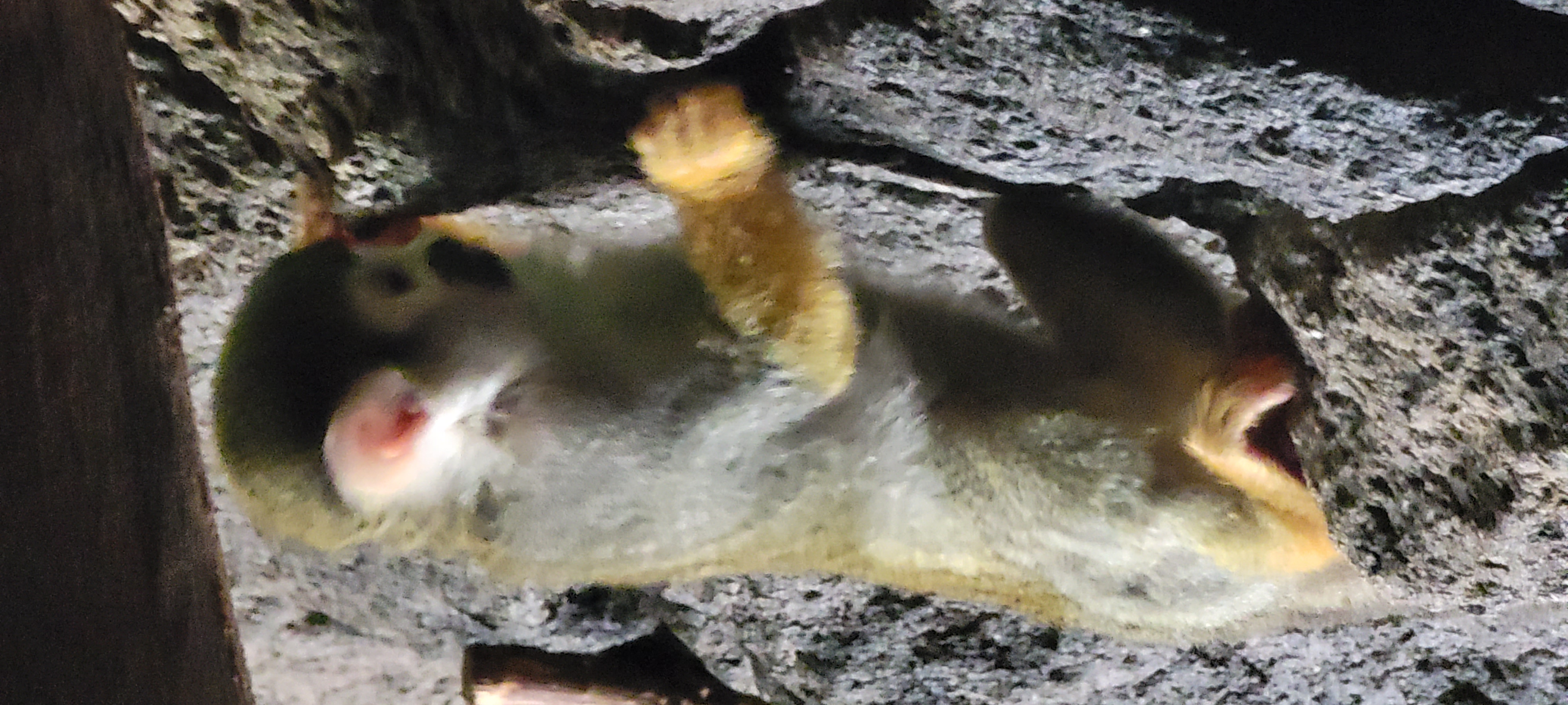 Cute Monkey at Wildlife World Zoo in Phoenix